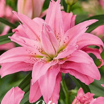Orientalsk lilje-Lilium Oriental Fabienne 2-pak